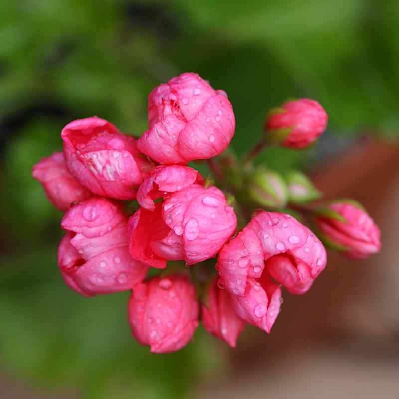 Pelargonium Patricia Andrea