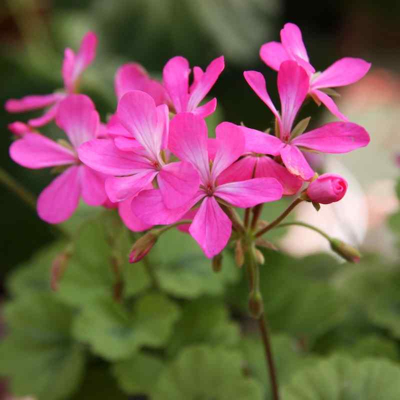 Pelargonium Petit Pierre