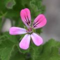 Pelargonium Pink Capricorne