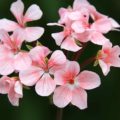Pelargonium Pink Dolly Vardon