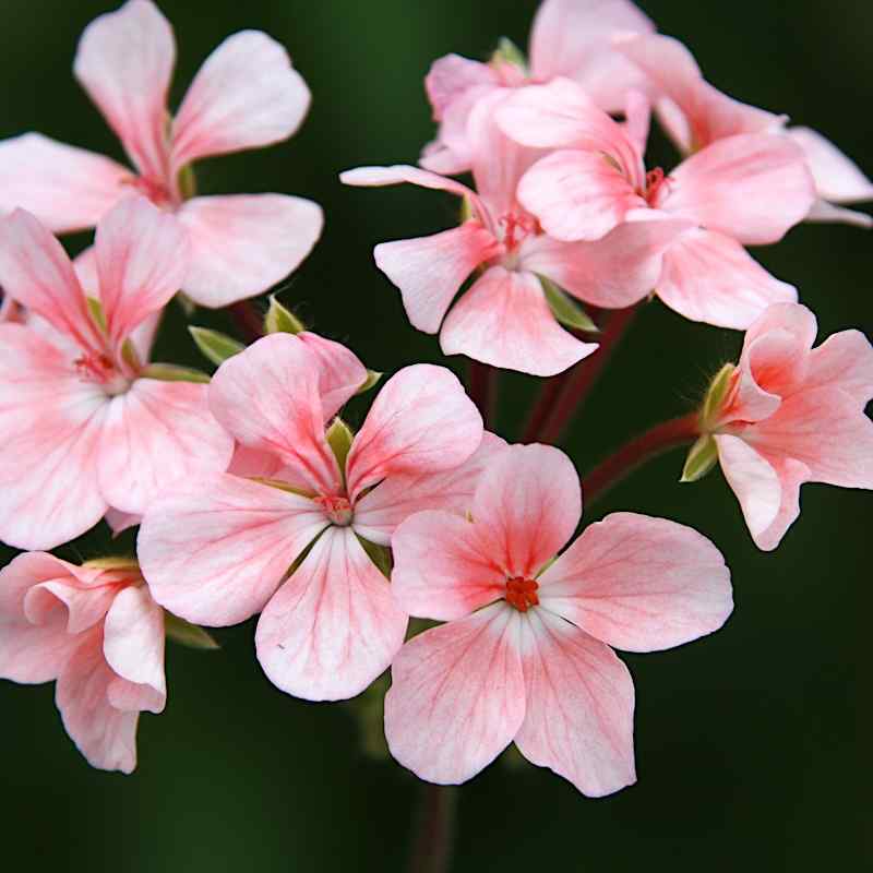 Pelargonium Pink Dolly Vardon