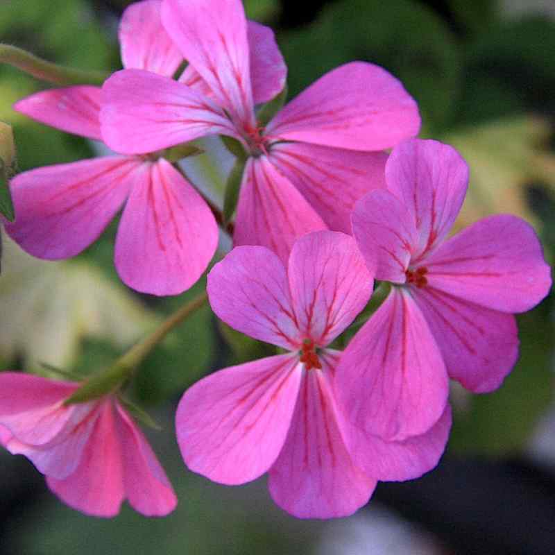 Pelargonium Pink Happy Thought