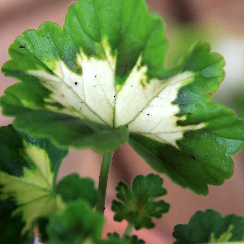 Pelargonium Pink Happy Thought