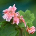 Pelargonium Pixie Prince