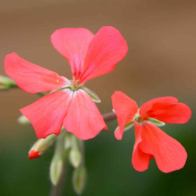 Pelargonium Platinum