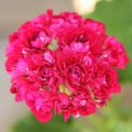 Pelargonium Plum Rosebud