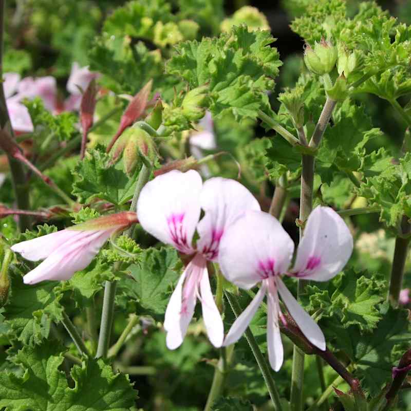 Pelargonium Prince Rupert variegata