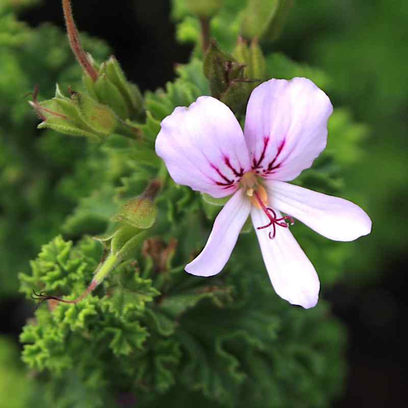 Pelargonium Prince Rupert