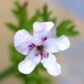 Pelargonium Prince of Orange