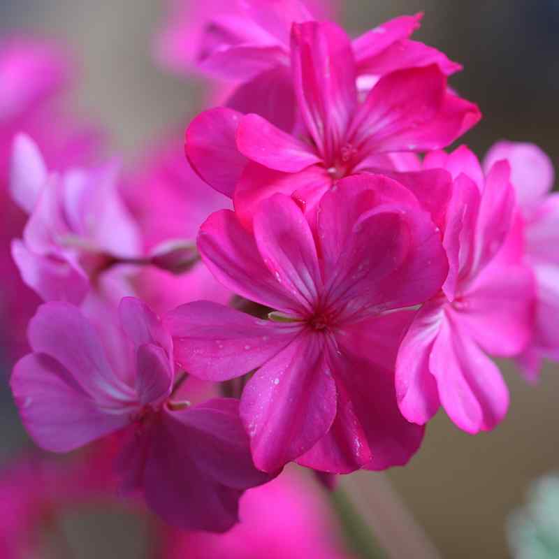 Pelargonium Princess Alexandra of England