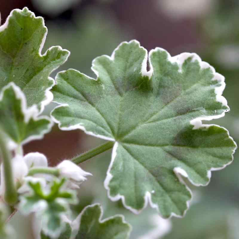 Pelargonium Princess Alexandra of England