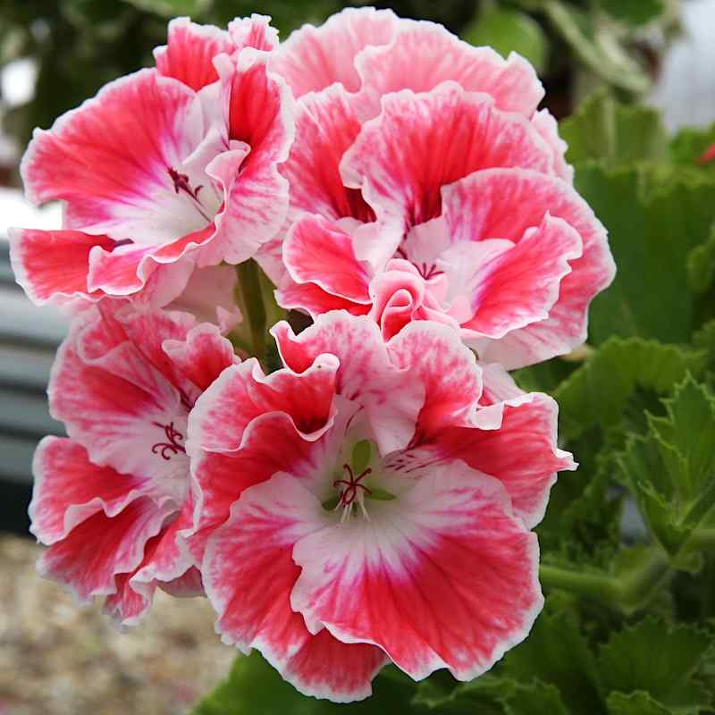 Pelargonium ‘Princess of Wales’