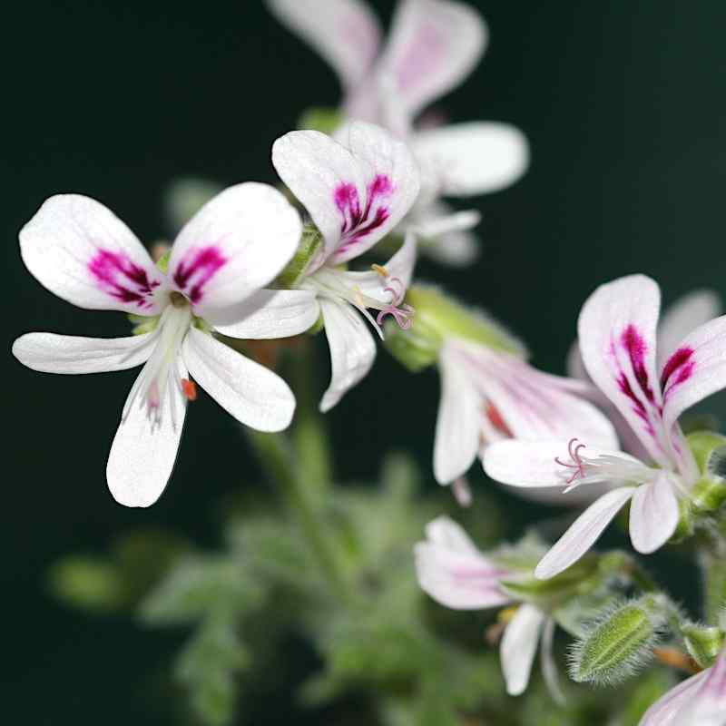 Pelargonium ‘Pungent Peppermint’