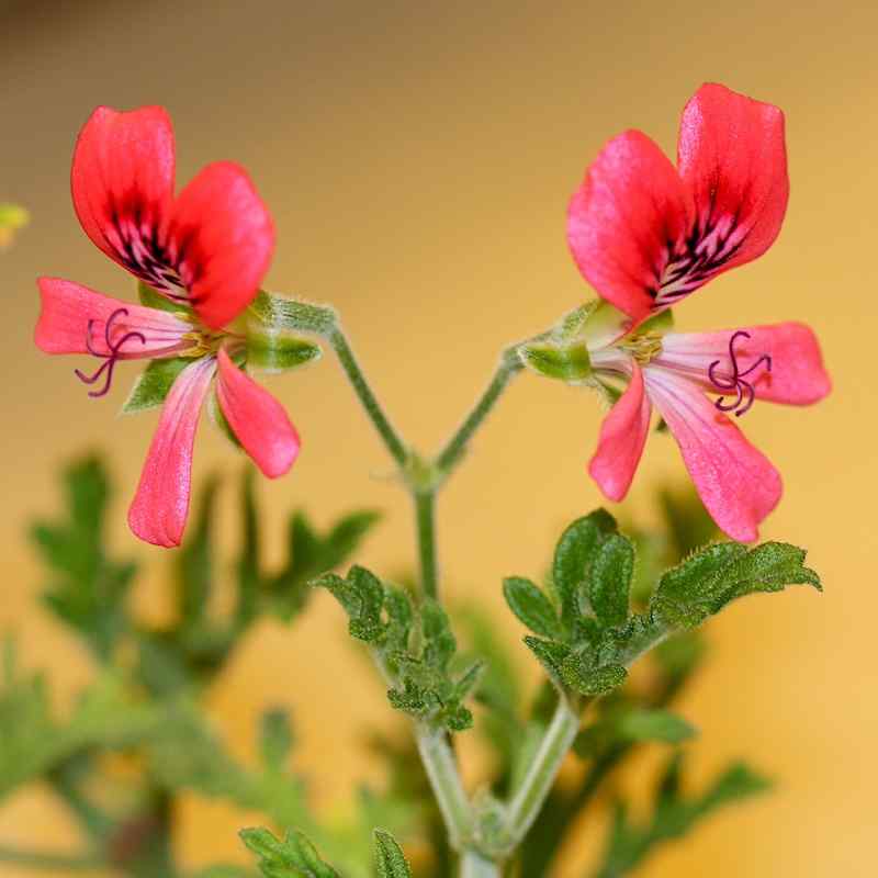 Pelargonium ‘Radula Rosea’