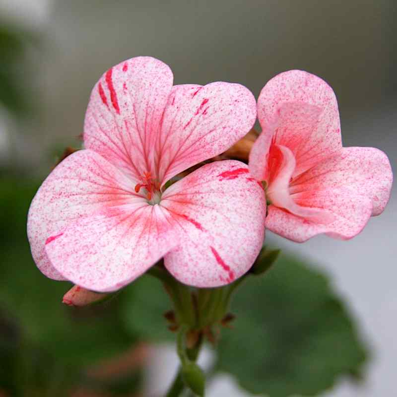 Pelargonium Raspberry Ripple