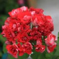 Pelargonium Red Rambler