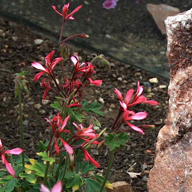 Pelargonium Red Witch
