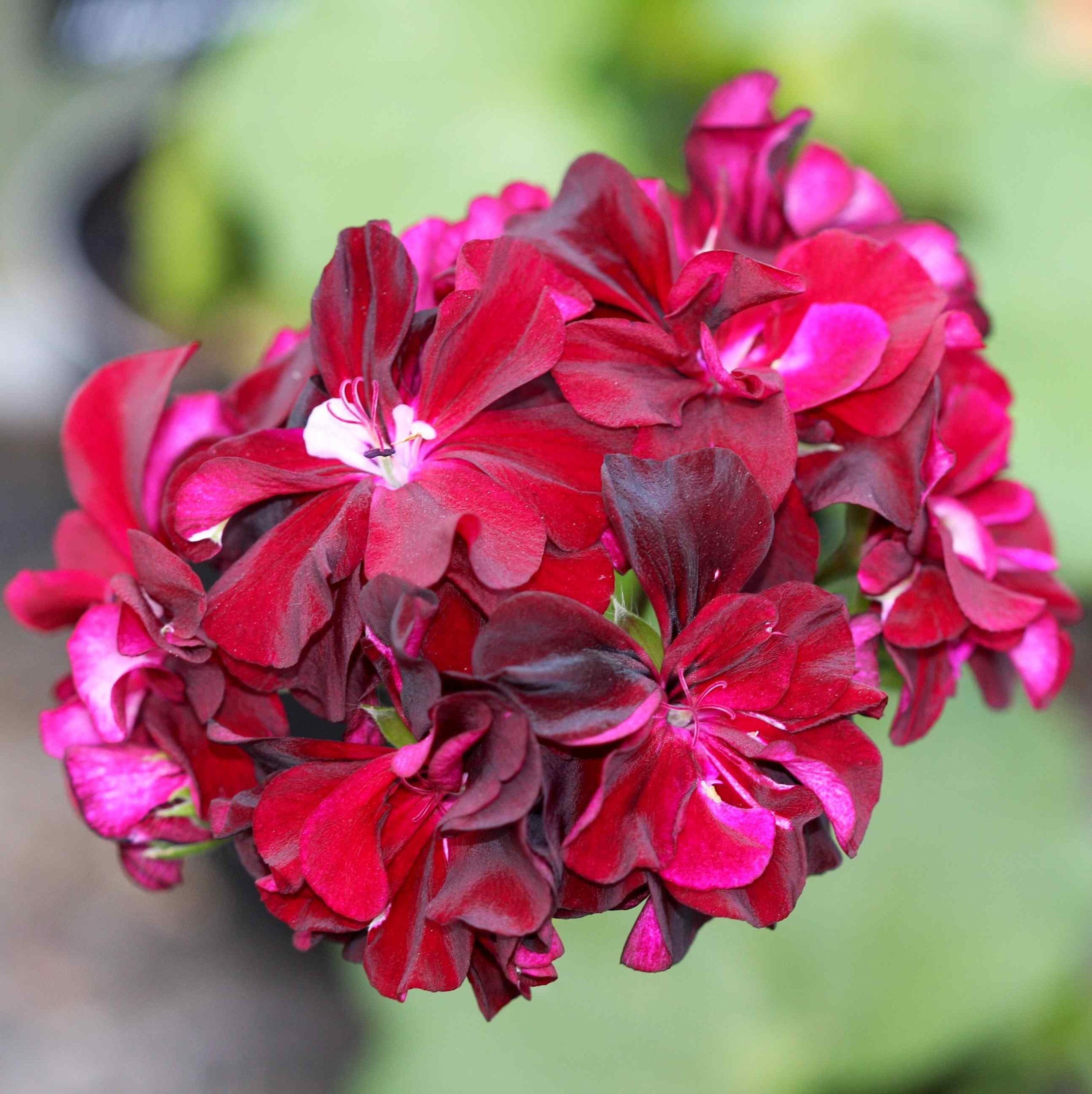 Pelargonium Rio Grande