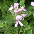 Pelargonium Rober's Lemon Rose