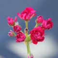 Pelargonium Ruby Rosebud