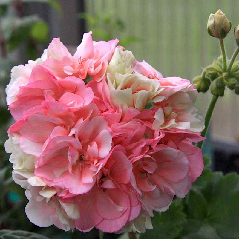 Pelargonium ‘Sel Ludwigsburger Flair’