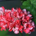 Pelargonium Sister Henry