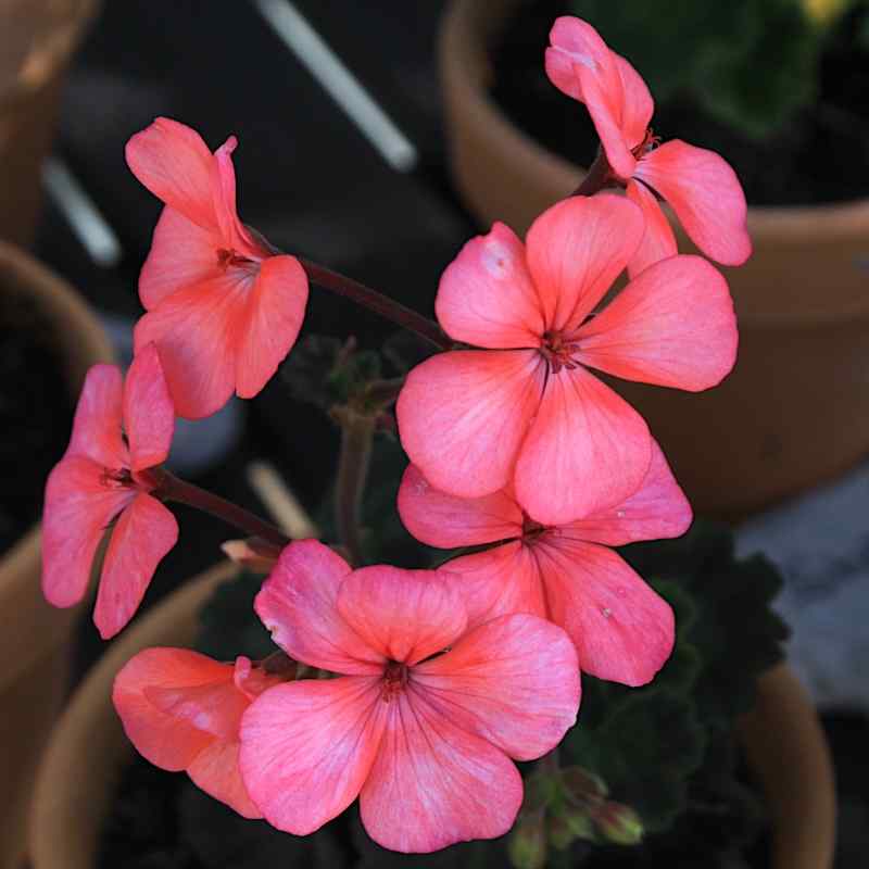 Pelargonium Sleepy