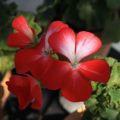 Pelargonium Sneezy