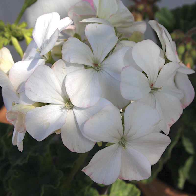 Pelargonium Snow White