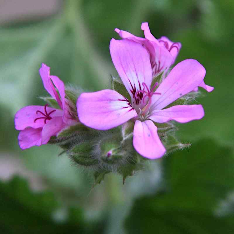 Pelargonium Snowflake