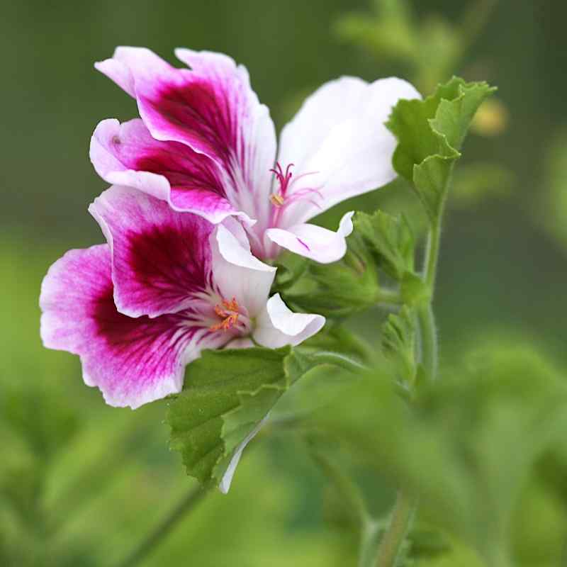 Pelargonium Solferino