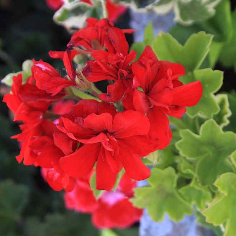 Pelargonium ‘Solo’