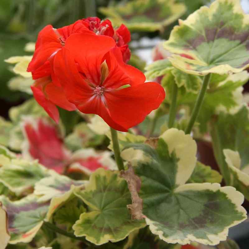 Pelargonium Sophie Dumaresque