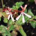 Pelargonium Sorrel