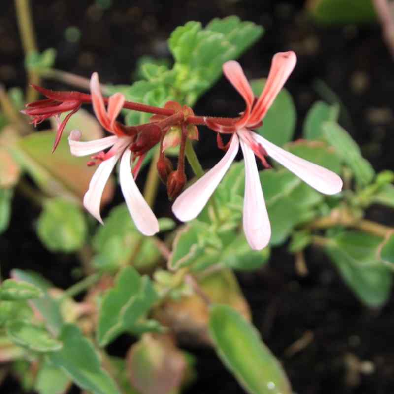 Pelargonium Sorrel