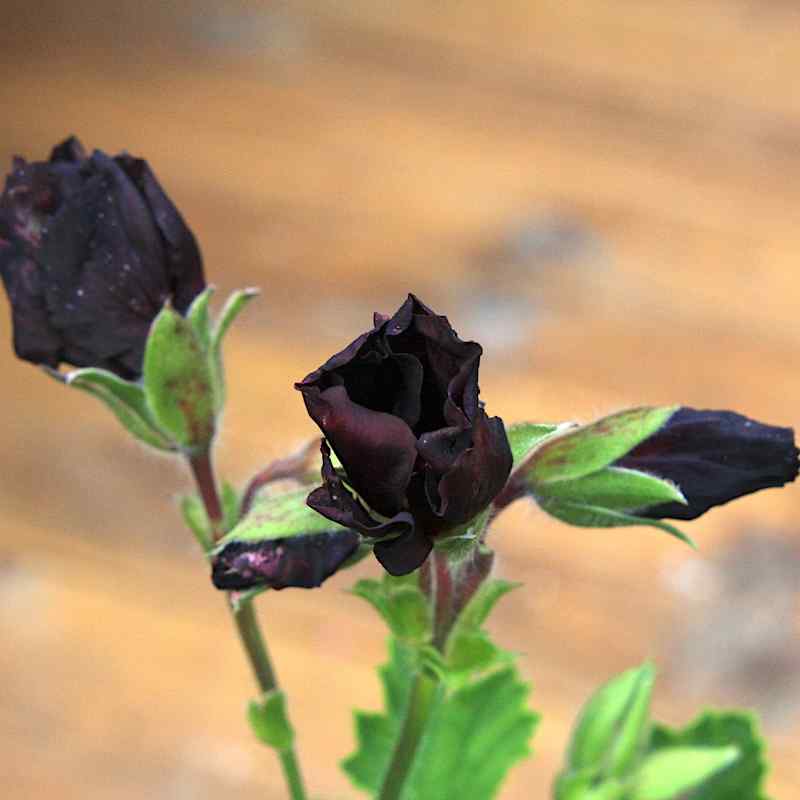 Pelargonium ‘Springfield Black’