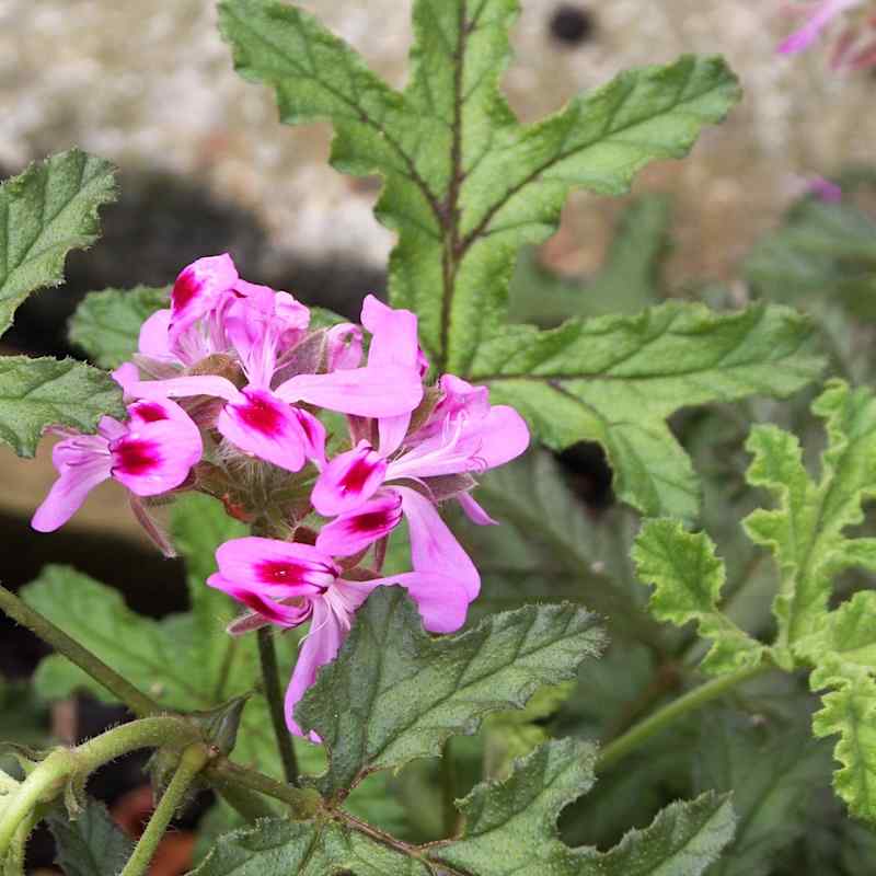 Pelargonium Staghorn Oak