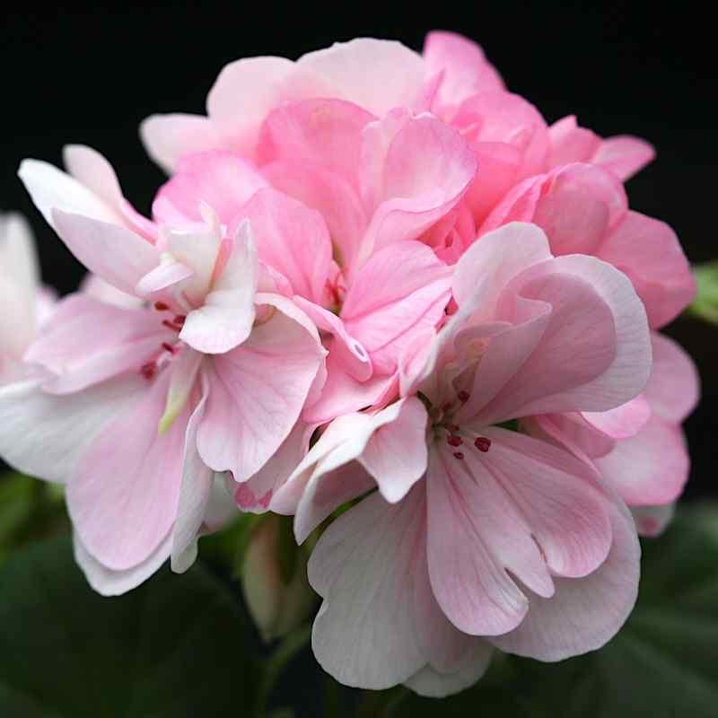 Pelargonium Susan Payne