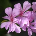 Pelargonium Swanland Lace