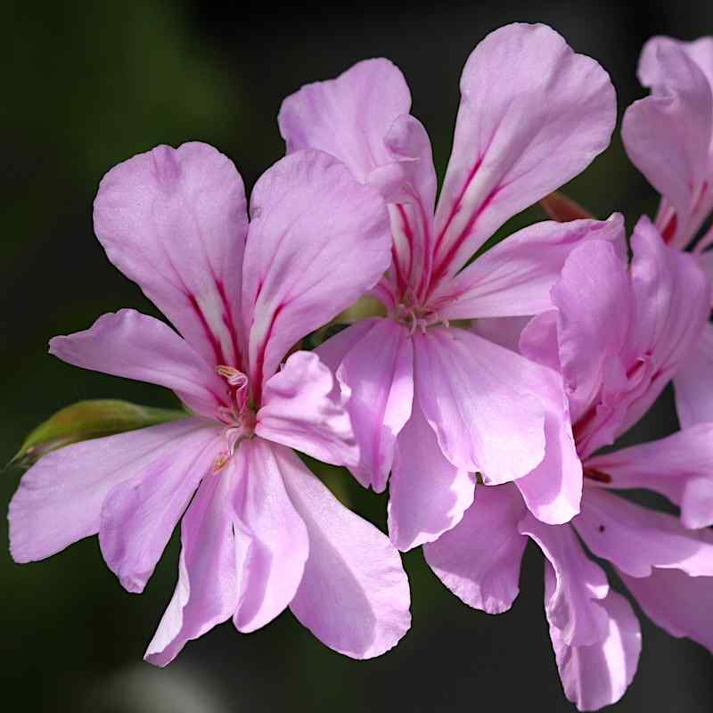 Pelargonium ‘Swanland Lace’