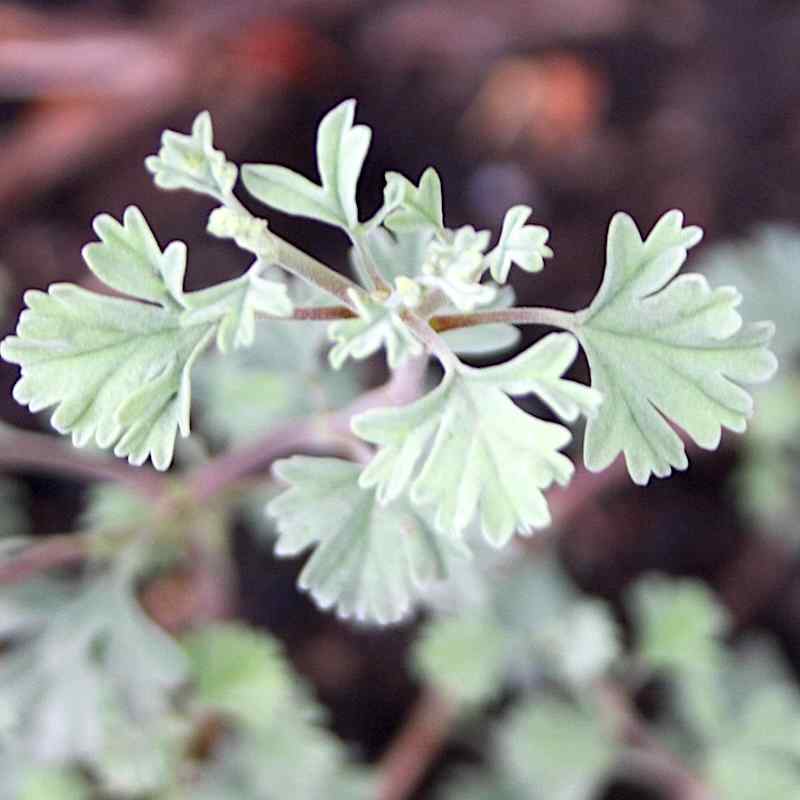 Pelargonium Swarlberg