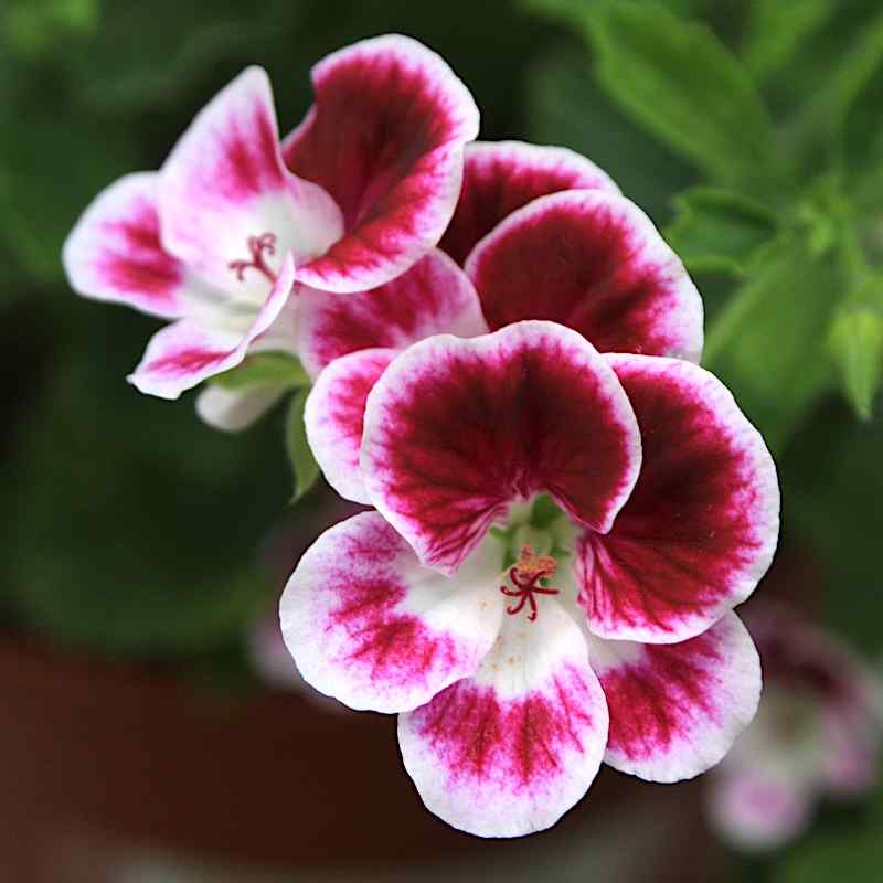 Pelargonium Swedish Angel