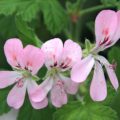 Pelargonium Sweet Mimosa
