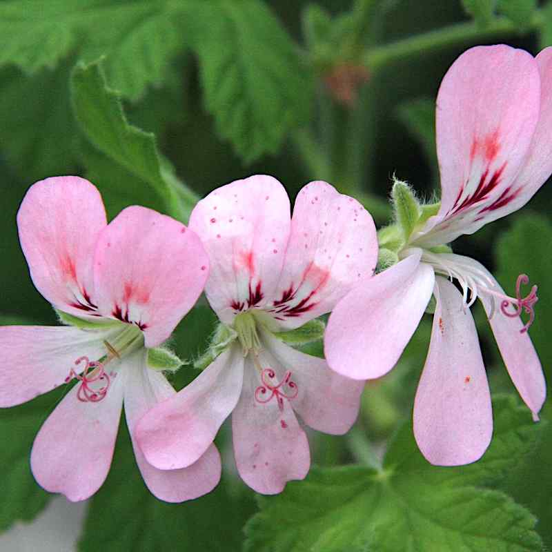 Pelargonium ‘Sweet Mimosa’