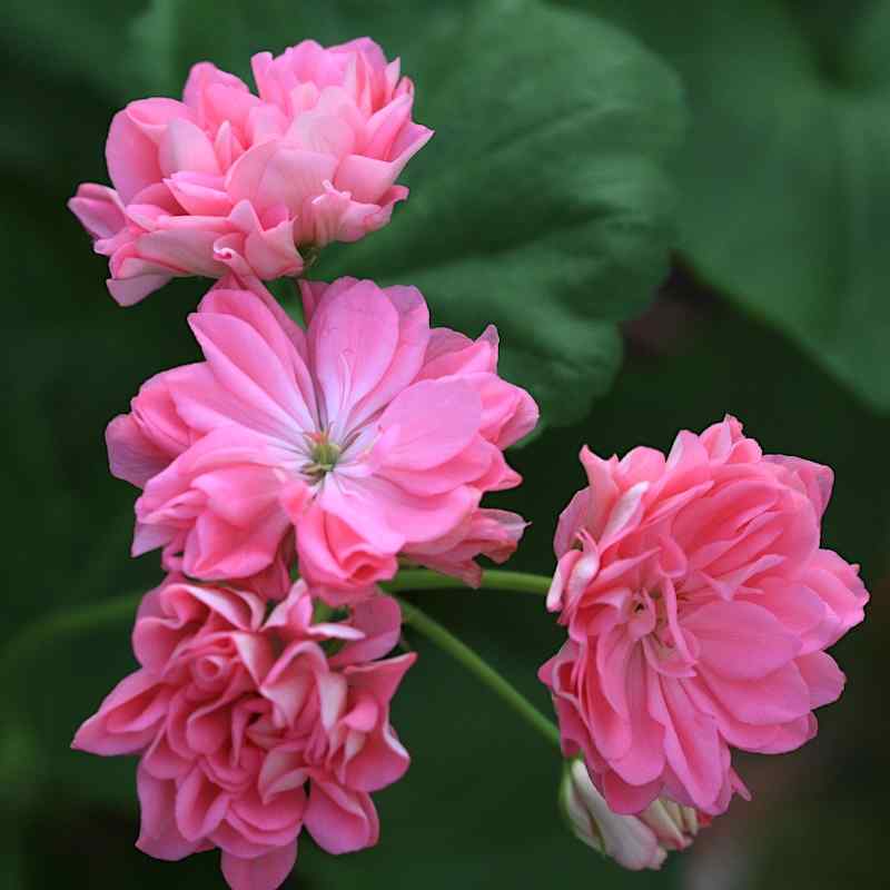 Pelargonium Tierp