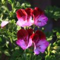 Pelargonium Tip Top Duett