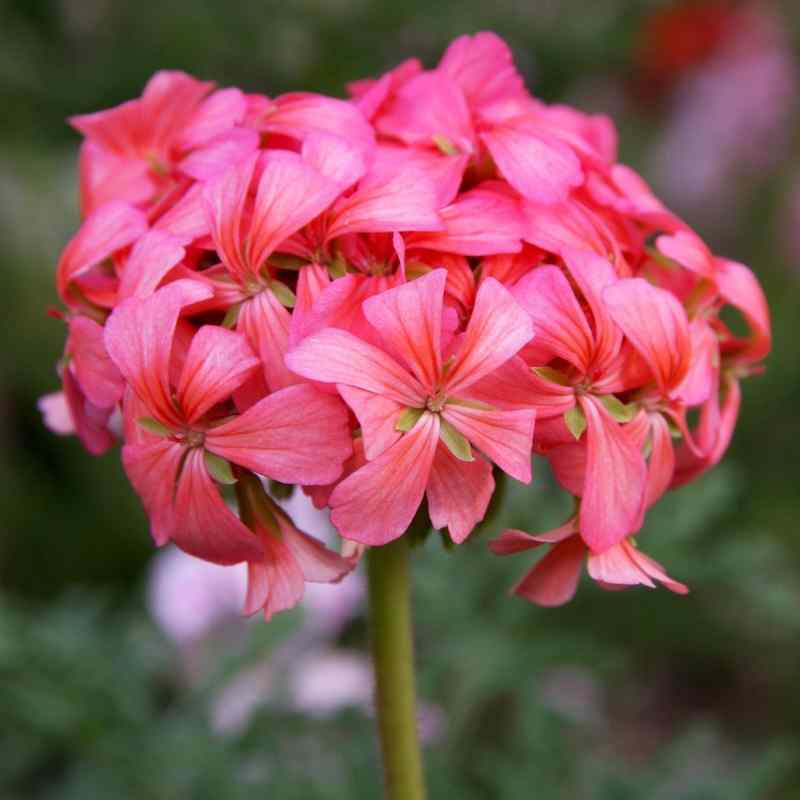 Pelargonium Tom Tit