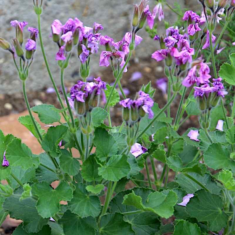 Pelargonium Toronto
