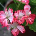 Pelargonium Triophe de Nancy