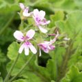 Pelargonium Velvet Oak